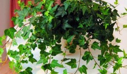 藤蔓植物爆料方法视频,揭秘藤蔓植物爆料方法视频