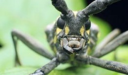 天牛哥最新爆料,揭秘娱乐圈最新动态与幕后真相