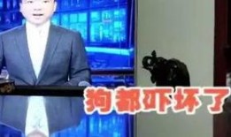 新闻爆料 搞笑视频素材,新闻爆料背后的搞笑瞬间