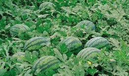 qq磕瓜群免费吃瓜时间,免费吃瓜时间，揭秘娱乐圈幕后故事