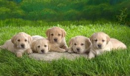 小狗爆料短视频大全,小狗爆料短视频大全集锦