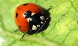 七星瓢虫爆料视频下载,视频爆料背后的神奇世界