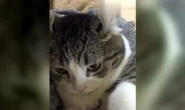 天牛哥最新爆料,揭秘娱乐圈最新动态与幕后真相