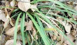 草在线观看100,深度解析热门影视作品背后的故事