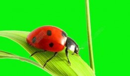 七星瓢虫爆料视频下载,视频爆料背后的神奇世界