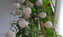 藤蔓植物爆料方法视频,揭秘藤蔓植物爆料方法视频