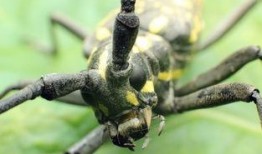 天牛哥最新爆料,揭秘娱乐圈最新动态与幕后真相