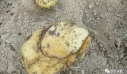 裂缝在线观看土豆,土豆独家首播，揭秘神秘裂痕背后的真相