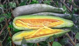 吃瓜康县网红,揭秘网络红人的魅力与争议