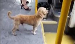 小狗爆料短视频大全,小狗爆料短视频大全集锦