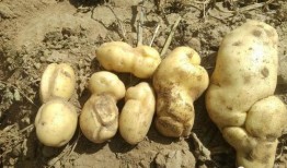 裂缝在线观看土豆,土豆独家首播，揭秘神秘裂痕背后的真相