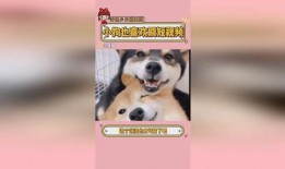 小狗爆料短视频大全,小狗爆料短视频大全集锦