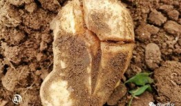 裂缝在线观看土豆,土豆独家首播，揭秘神秘裂痕背后的真相