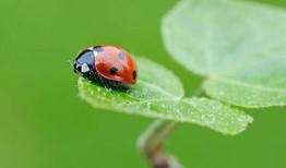 七星瓢虫爆料视频下载,视频爆料背后的神奇世界