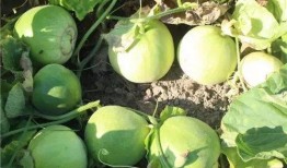 免费吃瓜地址有什么,畅享美食盛宴的秘密通道