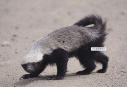 蜜獾突然爆料怎么办视频,揭秘视频背后的惊人真相