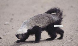 蜜獾突然爆料怎么办视频,揭秘视频背后的惊人真相