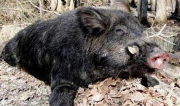 在线观看野猪,在线观看，探寻自然与生命的奥秘