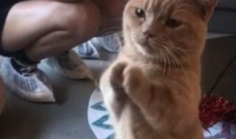 娱乐吃瓜酱猫猫护孩子,猫猫护子心切，温馨瞬间感动网友