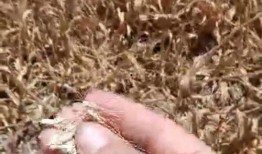 地瓜爆料视频在线观看网站,热门视频网站在线观看攻略