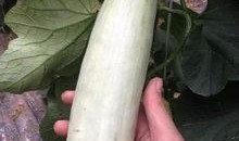 网红吃的软瓜有哪些,网红们钟爱的软瓜美食大盘点