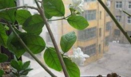 爆料小白树叶怎么做视频,轻松上手，打造吸睛短视频