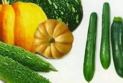 免费吃瓜地址有什么,畅享美食盛宴的秘密通道