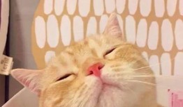 娱乐吃瓜酱猫猫护孩子,猫猫护子心切，温馨瞬间感动网友