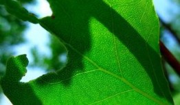 爆料小白树叶怎么做视频,轻松上手，打造吸睛短视频