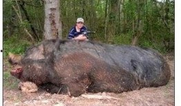 在线观看野猪,在线观看，探寻自然与生命的奥秘