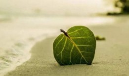 爆料小白树叶怎么做视频,轻松上手，打造吸睛短视频