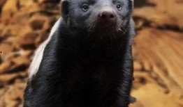 蜜獾突然爆料怎么办视频,揭秘视频背后的惊人真相