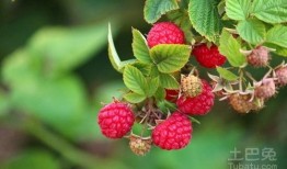 树莓最新爆料新闻,颠覆性创新技术即将亮相